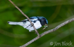 003-bc041-black-throated-blue-warbler