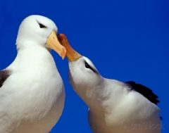  728-1-courting-black-browed-albatross