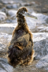 1240-baby-waved-albatross