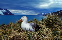 1248-giant-petrel-at-peggotty-bluff