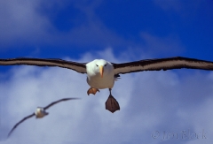1261-black-browed-albatross-landing-2