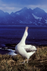 1266-wandering-albatross-calling