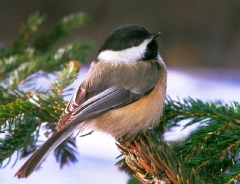 932-black-capped-chickadee-2