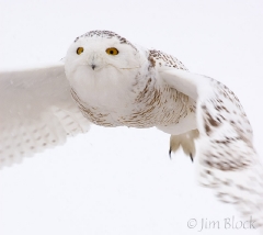 ao346-snowy-owl