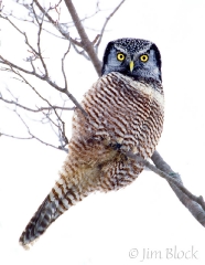 1655-northern-hawk-owl