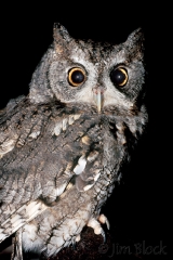 1008-screech-owl-1