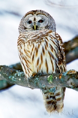 700-barred-owl-2