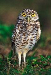 1160-burrowing-owl-5