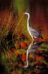 1537-great-blue-heron-with-fall-reflections