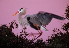 1199-great-blue-heron-before-sunrise