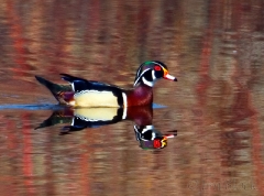 ar229-wood-duck