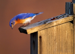 1273-bluebird-checking-young