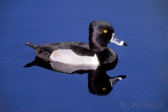 2310-ring-necked-duck