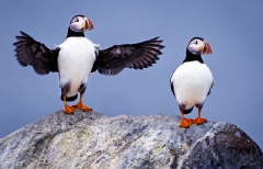 2651-puffin-pair