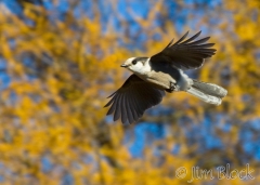 ak119-gray-jay-flying