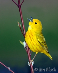 as655-yellow-warbler