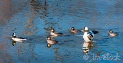 dn368-buffleheads-in-enfield