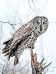 dp765m-great-gray-owl