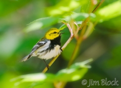 si210e-black-throated-green-warbler-sears-island-me