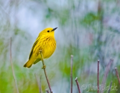 si219e-yellow-warbler-sears-island-me