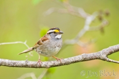 si228j-white-throated-sparrow-sears-island-me