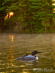 cb052-loon-in-quiet-cove