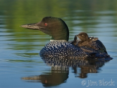 cb125-loon-chick-preening-its-parent
