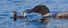 cb273-loon-offering-fish-to-chick