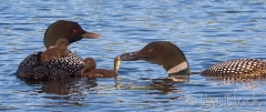 cb274-feeding-time-for-loon-chicks