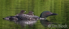 cb452-loon-carrying-two-chicks-64