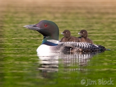 cb509-loon-carrying-two-chicks-61