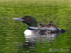 cb515-two-attentive-loon-chicks