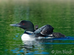 cb583-loon-chicks-with-two-styles