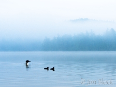 cb724-trio-of-loons-in-fog