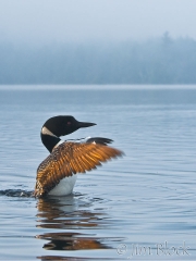 cb769-loon-stretches-at-dawn-in-fog