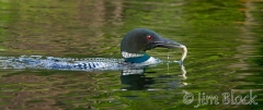 cb831-loon-carrying-fish-to-chick