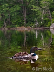 cb938-loon-carrying-two-sleeping-chicks