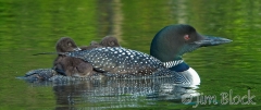 cc118-loon-carrying-chicks-63