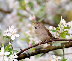 06-cy479j-house-wren