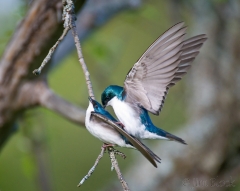 08-cl773r-tree-swallows-mating-at-milton-frye-nature-area-norwich