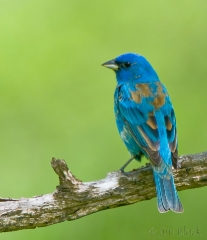 09-cl805b-indigo-bunting-at-milton-frye-nature-area-norwich