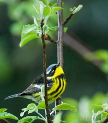 12-bx544-magnolia-warbler
