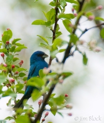 13-bx596-indigo-bunting