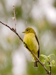 14-bx659-scarlet-tanager
