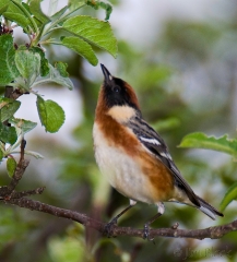 15-bx772-bay-breasted-warbler