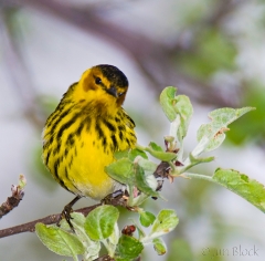 16-bx923-cape-may-warbler