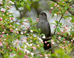 17-bx602-gray-catbird