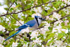 18-cy475e-blue-jay