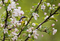 Magnolia Warbler