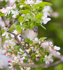 20-bx960-tennessee-warbler